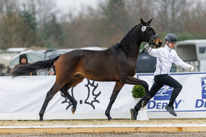 Den obligaten 300-Euro-Scheck vom ZÜCHTERFORUM für den jeweils besten Vorführer auf den deutschen Körplätzen erhielt Lukas Martens-Bruns, der den in Bayern gezogenen braunen Dudamel (v. Kwahu-Zauberreigen-Saint Cyr-Freudenfest, Z.: Bernadette Gutmann, Titting) erfolgreich präsentierte. | © Lafrentz