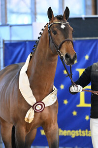 Das drittbeste Ergebnis erzielte der DSP-Siegerhengst Chaplin’s Touch B  | © Hubert Fischer