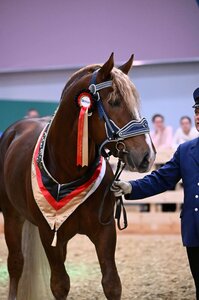 Siegerhengst Rivaldo (v. Rivero) der Bundeschau in Berlin | © Hubert Fischer
