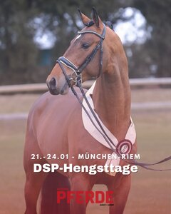 Heute geht es los mit den DSP-Hengsttagen 2026. Mit Sicherheit wird es auch in diesem Jahr einen ähnlich ansprechenden Siegerhengst geben, wie den Springsieger 2025 Chaplins Touch B. | © Bischoff (Archiv)