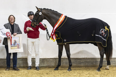 Siegerhengst Konstantin K v. Kjento | © Hans Kraus