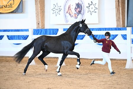 Aus der Zucht von Andreas Meyer und vorgestellt von Tochter Franziska, For Ampere M (v. For Romance) | © Hubert Fischer