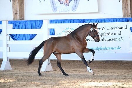 Zamperl (v. Zeus) wurde Siegerhengst der Sportponyrassen (Z. u. B.: Andrea Dobner) | © Hubert Fischer