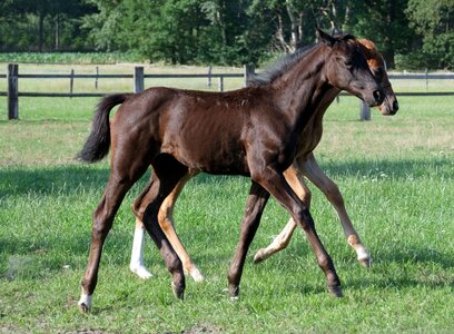 Pferde werden knapp in Deutschland, wie die Zuchtzahlen 2025 der FN belegen. | © Hartwig