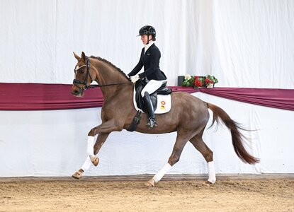 Katalog-Nr. 1 in der Online-Auktion „Marbacher Frühjahr 2026“: Bella Donna. v. Be Sure a.d. Fleur de Soleil v. Floriscount | © Hubert Fischer