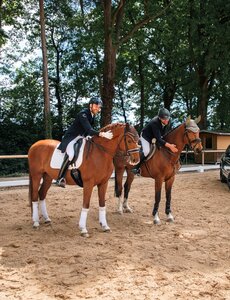 In Nürnberg werden die Fränkischen Meisterschaften in der Dressur ausgetragen. | © Presse