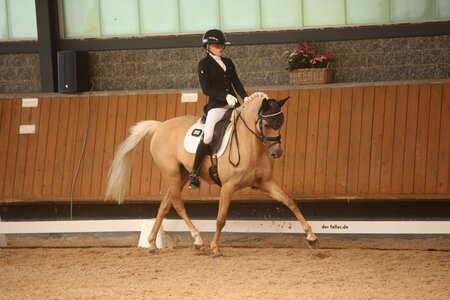 Die Zaubermaus trabt zur Silbermedaille bei den Ponys in Baden-Württemberg  | © Dill
