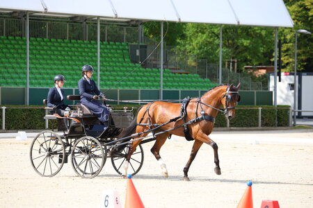 ChamChampionanwärter: Der Hannoveraner Wallach Bangor mit Lea Marie Hemken | © Brit Placzek