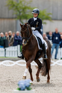 Isabell Werth und Viva Gold OLD dominierten den Dressurauftakt in Wien. | © Lafrentz