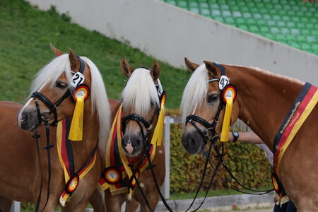 Bundessiegerfamilie Haflinger | © Beate Berchtold