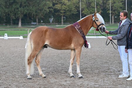 Sieger der Haflinger: von Sterlington; Z. u. B.: Matthias Woitek | © Hubert Fischer