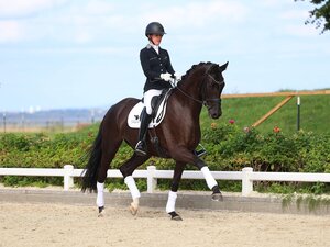 Eine interessante Stute: Daria v. Donier | © Brit Placzek (frei)